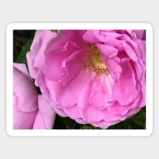 Fragrant Rose Sticker